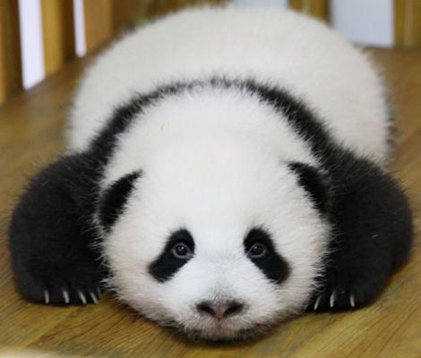 Pas facile de nettoyer l’enclos de bébés pandas