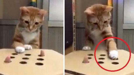 Quand un chat fait un blocage sur un jeu de taupe…