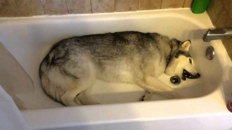 Un husky fait un très gros caprice dans une baignoire