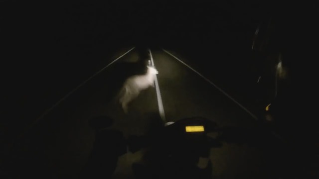 Un kangourou attaque une voiture en pleine nuit
