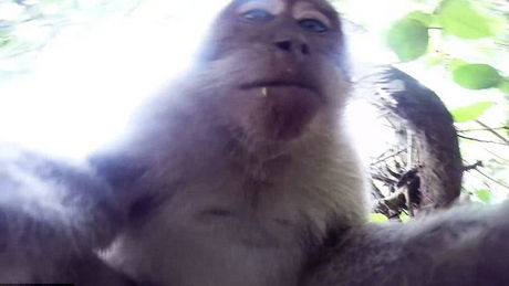 Un singe vole un morceau de fruit à un paresseux