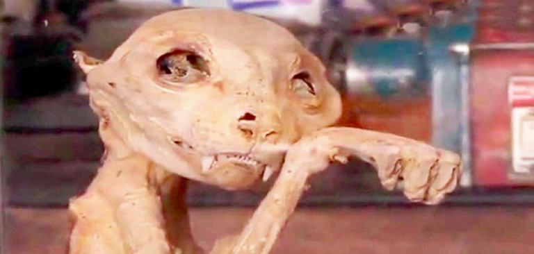 10 photos de créatures étranges et curieuses !