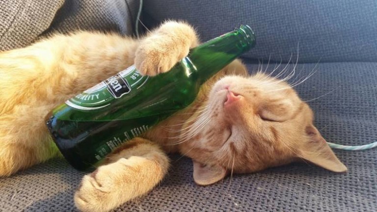 Images insolites et drôles #175