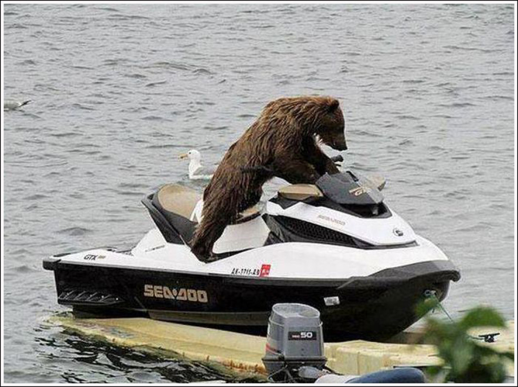 Медведь в лодке