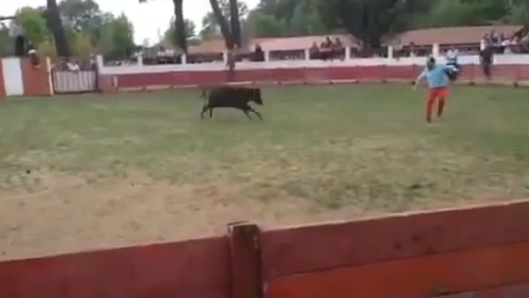 Cet homme va-t-il avoir le temps de traverser une arène avec un taureau ?