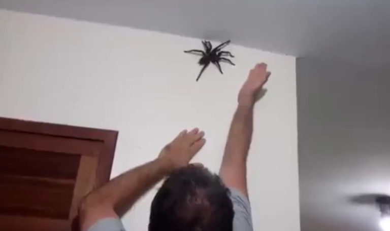 Cet homme va-t-il réussir à attraper une énorme mygale ?