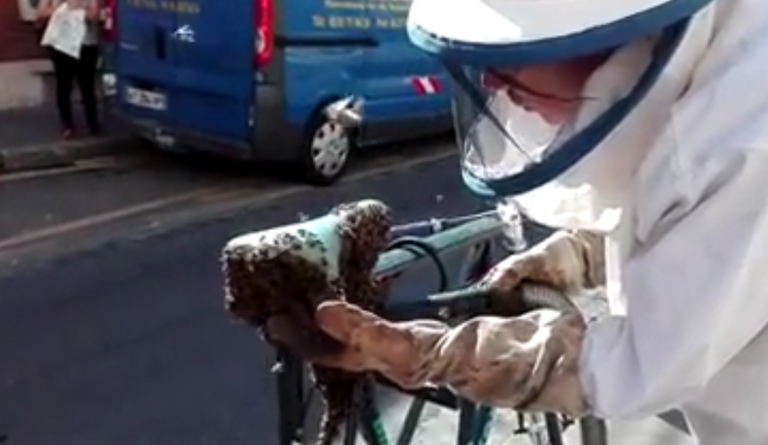 Des milliers d’abeilles prennent d’assaut un vélo
