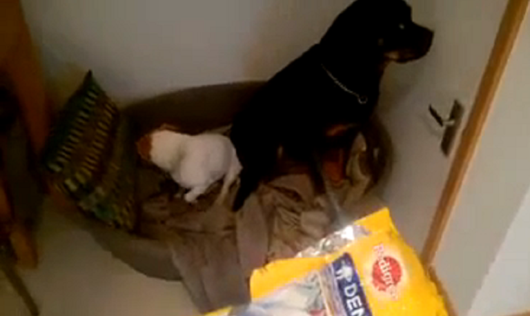 Deux chiens ont mangé toutes leurs friandises !!