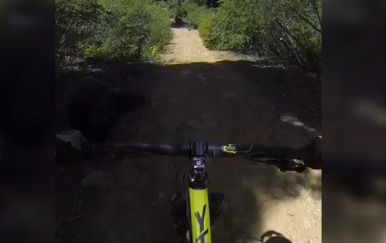 États-Unis  A fond sur son VTT, il percute un ours.