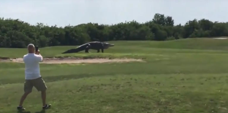 Un alligator géant sur un terrain de golf en Floride