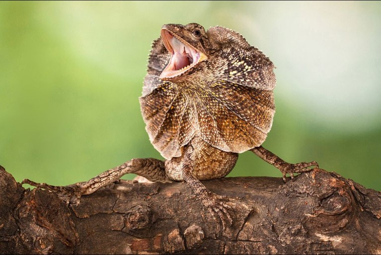 Ce lézard à collerette a tout donné pour faire peur