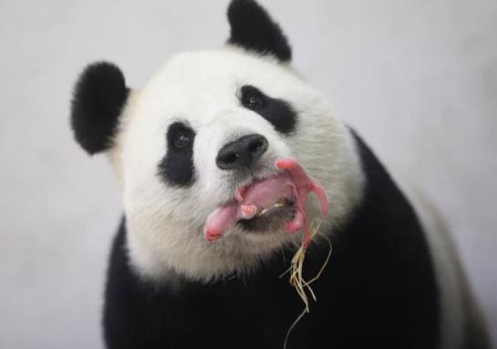 Naissance en direct d’un bébé panda géant en Belgique