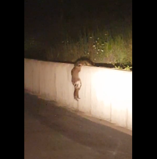 Travail d’équipe de ratons laveurs pour franchir un mur