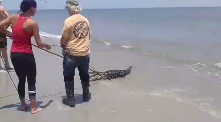 Un alligator capturé sur une plage du sud-est des États-Unis