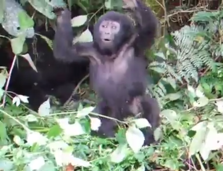 Un bébé gorille se frappe la poitrine et ne fait peur à personne…