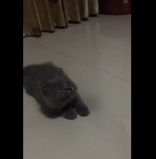 Un chaton essaie d&rsquo;attraper une fleur