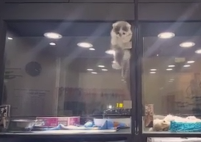 Un chaton se sent seul dans une animalerie