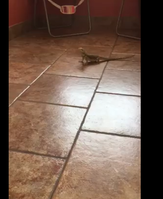 Quand un lézard tente de courir sur le carrelage