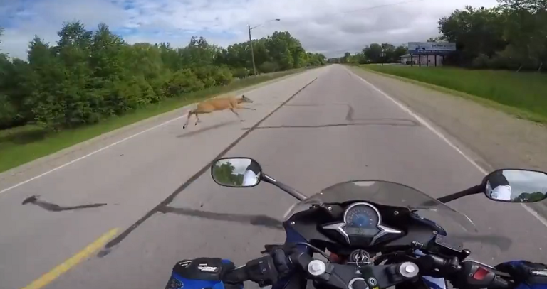 Un motard percute une biche 5 minutes après avoir obtenu son permis