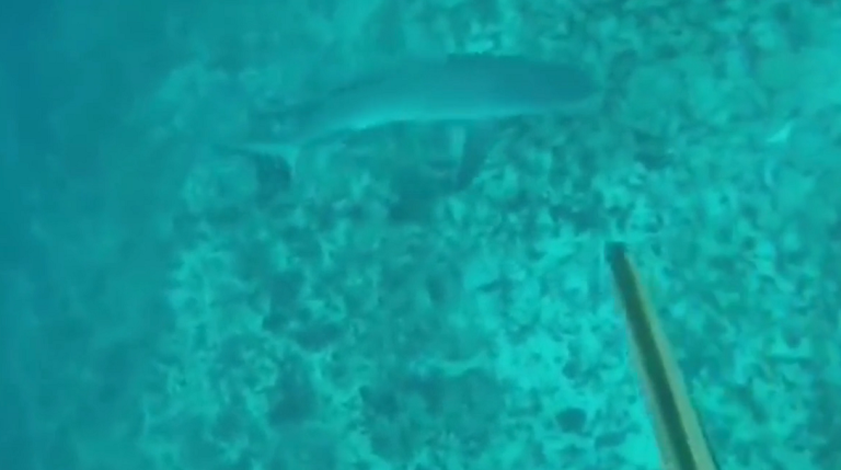 Un pêcheur au harpon violemment attaqué par un requin