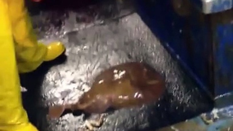 Un pêcheur tente de soulever une raie électrique !