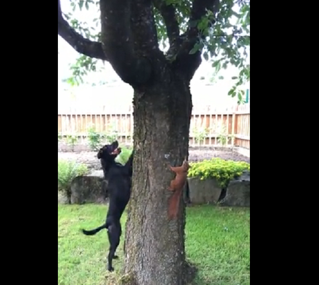 Quand un chien tente d&rsquo;attraper un écureuil