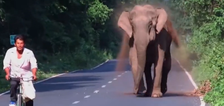 Un éléphant charge un cycliste