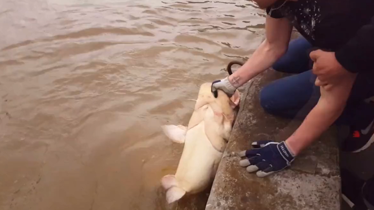Une silure d’1m80 pêchée dans la Seine