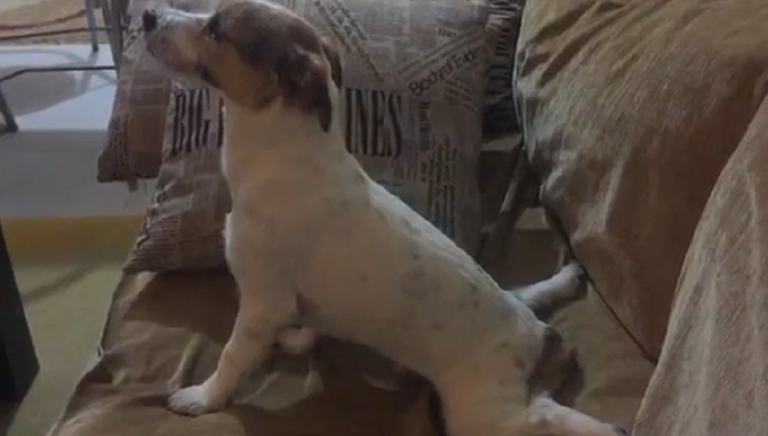 Un chien regarde un film d&rsquo;horreur