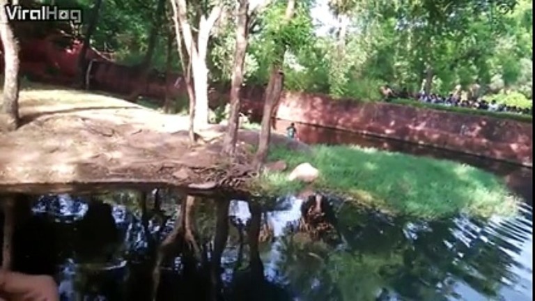 Un homme ivre se jette dans l&rsquo;enclos des lions !