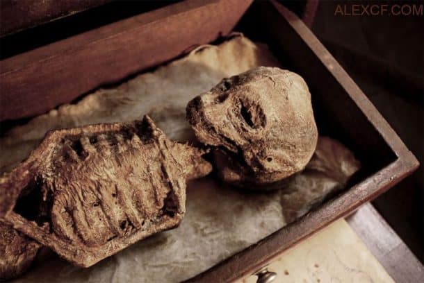 Découverte de mystérieuses créatures dans un ancien manoir