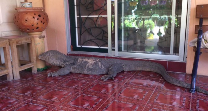 Un varan de 2 mètres essaie de rentrer dans une maison