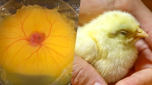 Faire naitre un poussin avec un œuf sans sa coquille