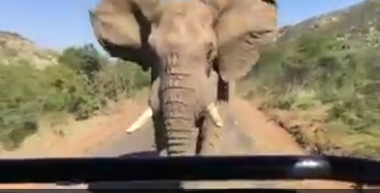 Arnold Schwarzenegger chargé par un éléphant en Afrique