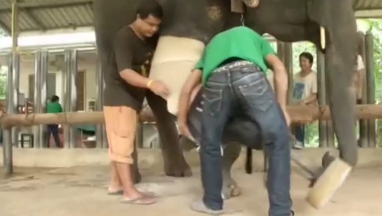 Grâce à une prothèse, un éléphant peut à nouveau marcher