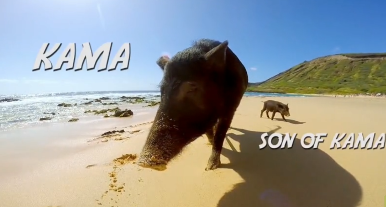 Kama le cochon surfeur