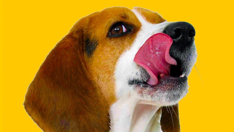 Les ALIMENTS BIZZARES à ne JAMAIS MANGER