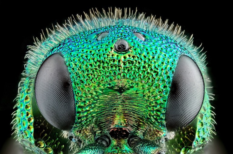 Les parasites horribles peut-être dans ton corps