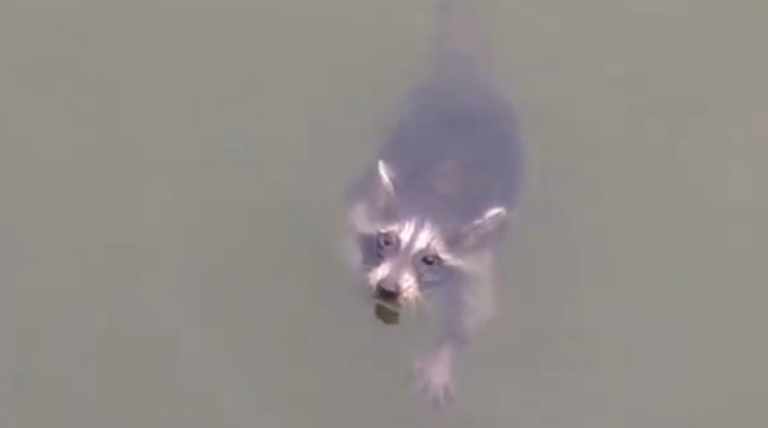 Sauvetage d&rsquo;un raton laveur qui risque de se noyer