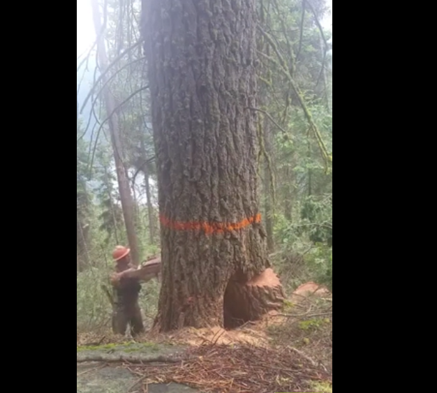 Un arbre se venge contre un bucheron qui est en train de le couper !!