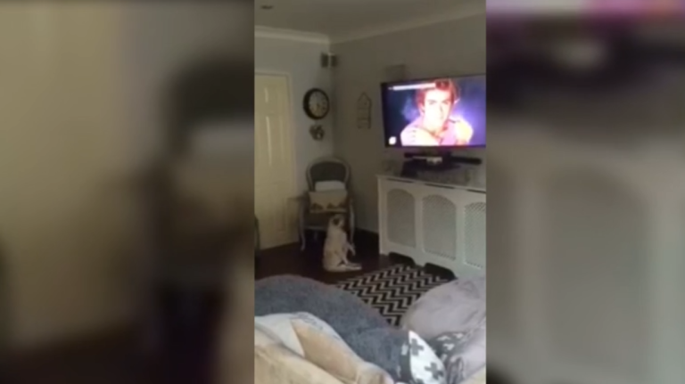 Un bouledogue danse devant la télé