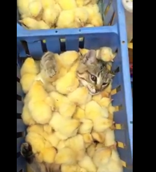 Un chat recouvert de poussins