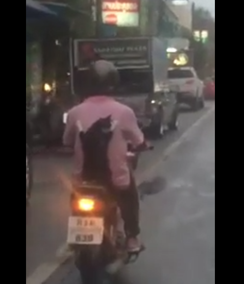 Un chat à l’arrière d’un scooter