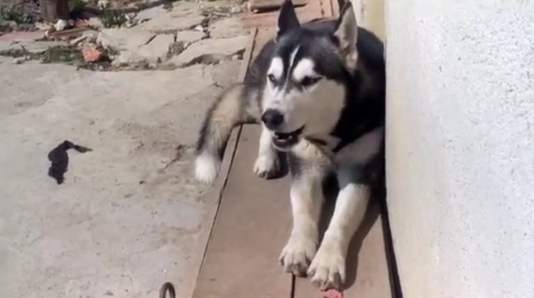 Un chien Husky discute avec des poules.