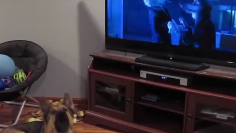 Un chien hurle devant « Zootopie »