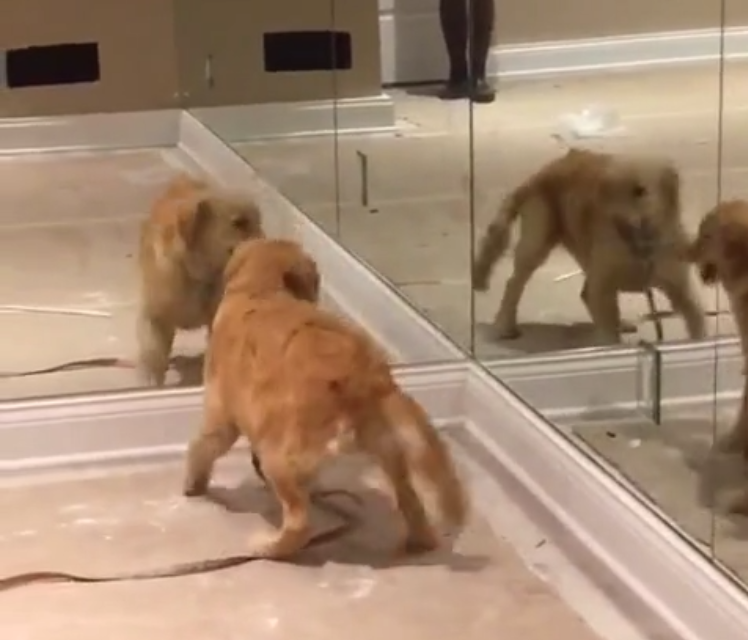 Un chiot pense avoir de nouveaux amis