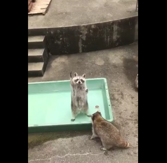 Un raton laveur lève la patte pour quémander