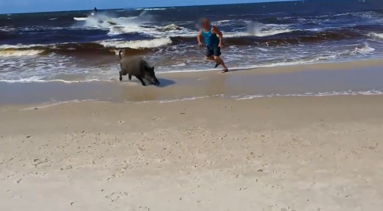 Un sanglier sème la panique sur une plage polonaise