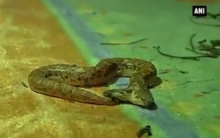 Un serpent à deux têtes a été découvert dans un zoo en Inde.