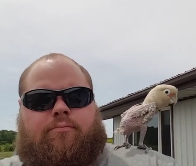 Une perruche déplumée danse !!